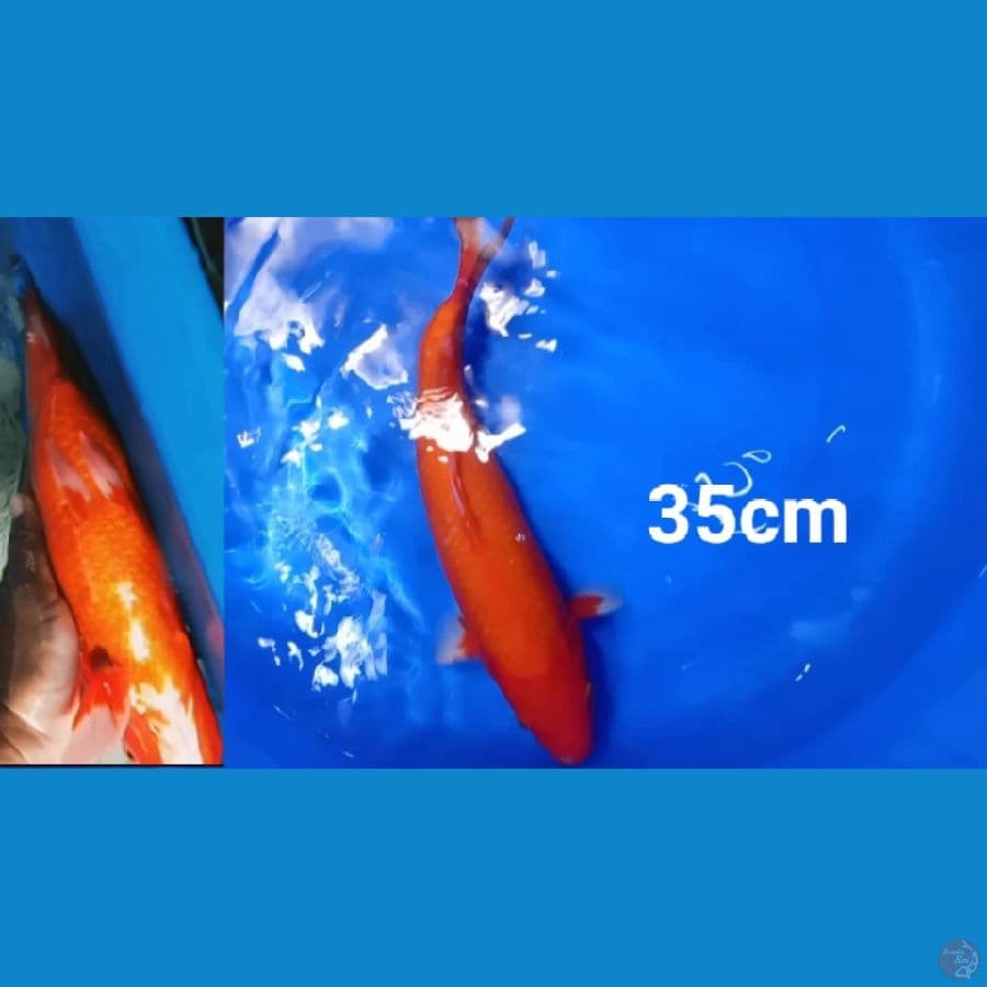 aka hajiro tembus perut 35 cm