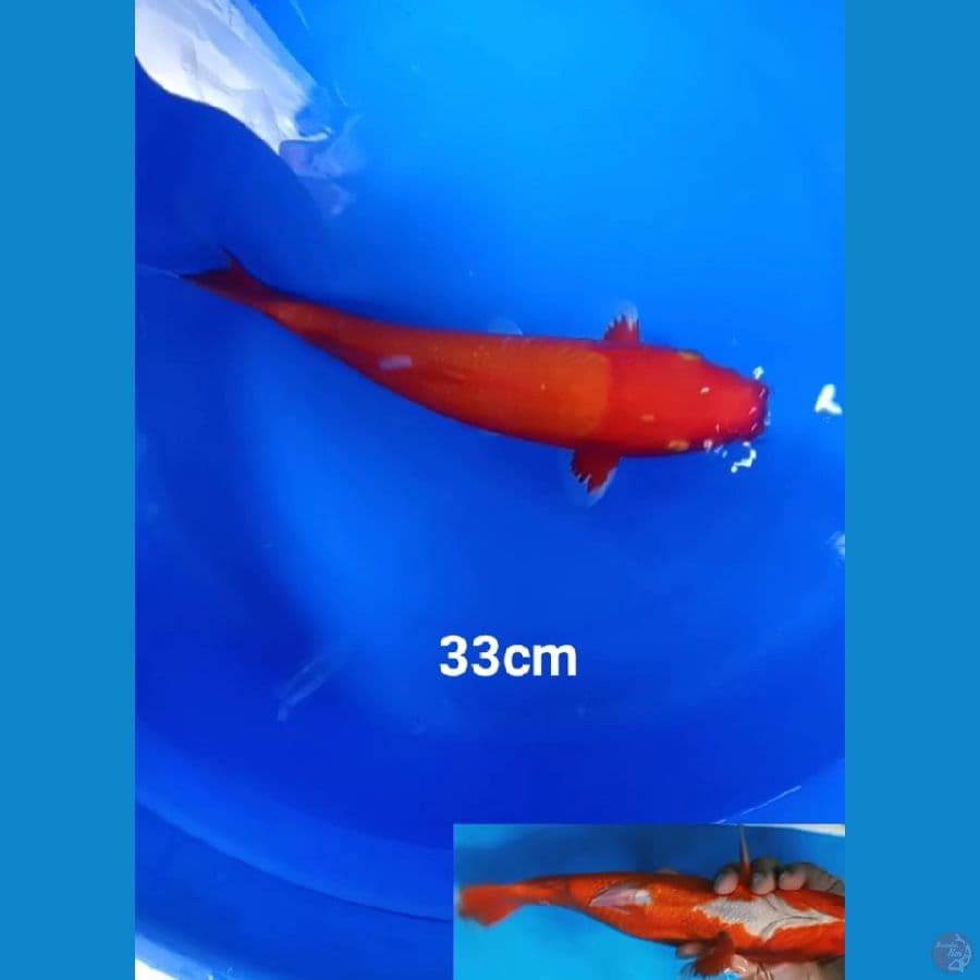 aka hajiro tembus 33 cm