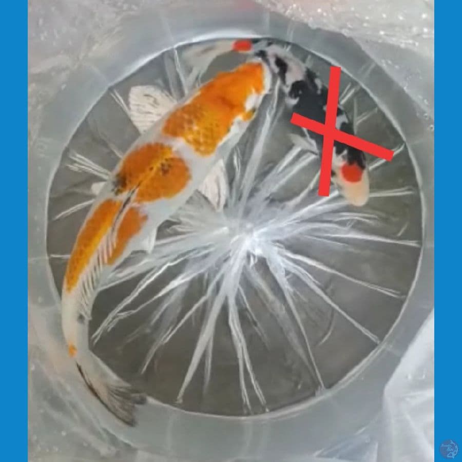 Langka Yamato Nishiki sisik kuning 35 cm