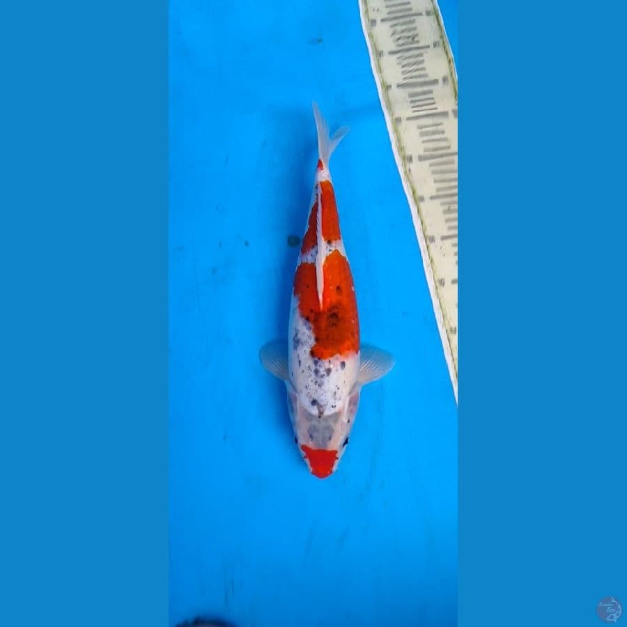 goshiki recing.... 39cm