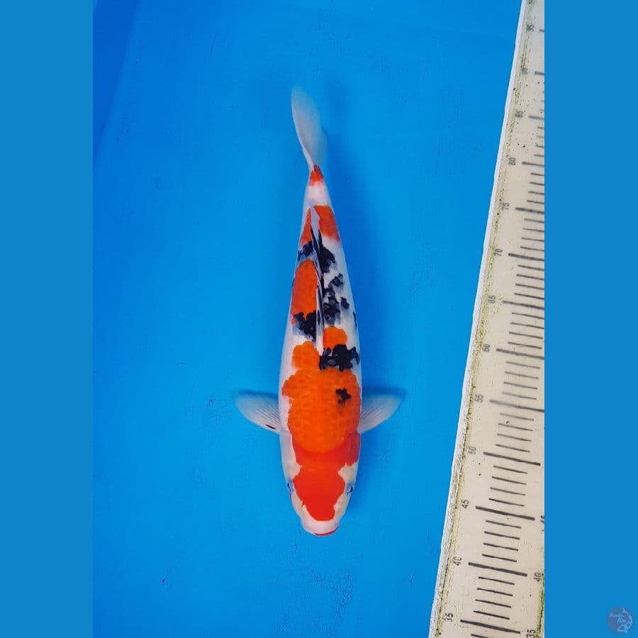 sanke SQ boskuhhh.... 42cm/F