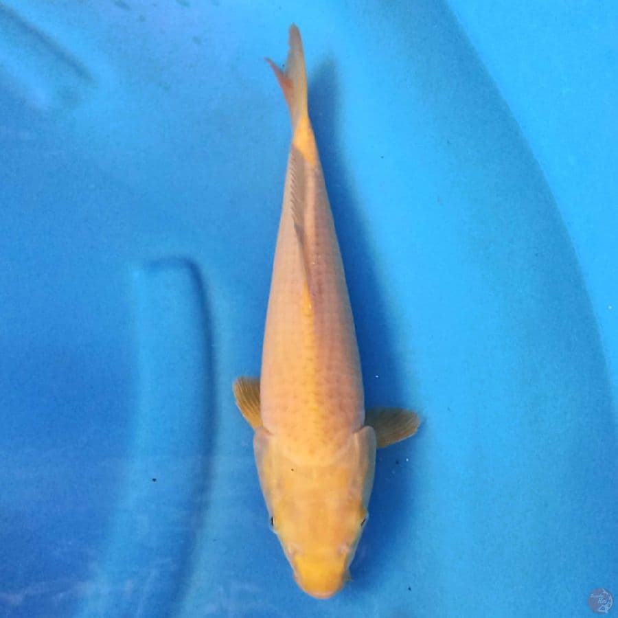 KARASHI 31 cm