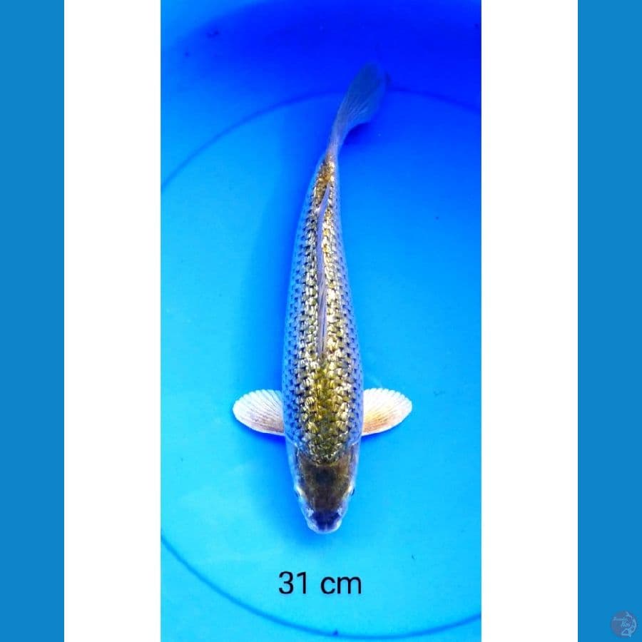 Midori punuk ginrin rata 31 cm