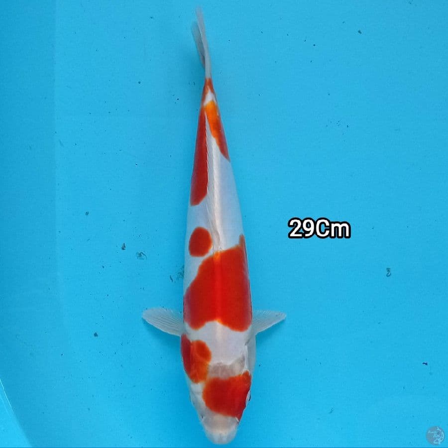 doitsu 29 cm
