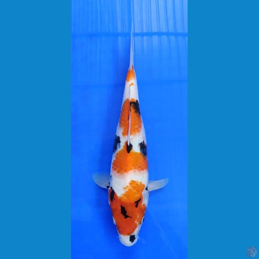 SHOWA ORIGINAL 3 STEP 30 CM 