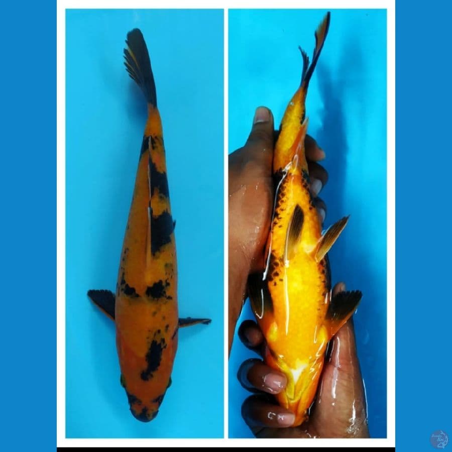 HI UTSURI TEMBUS 31 CM