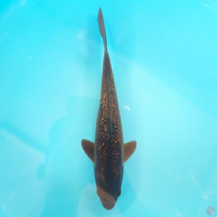 Chagoi Ginrin 30cm