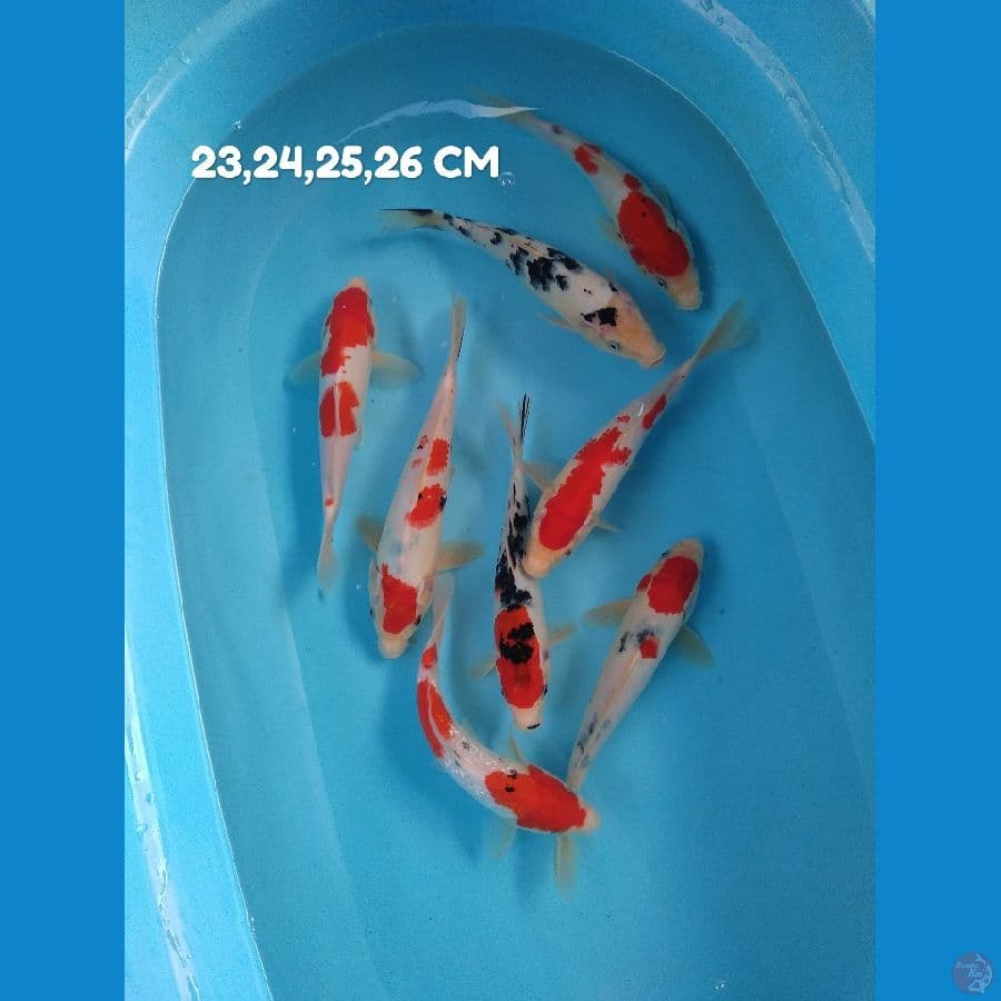 paket mix 8 ekor 23,24,25,26 cm 