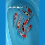 paket mix 8 ekor 23,24,25,26 cm 