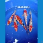 paket ginrin non ginrin 5 ekor 26-30-31 cm 