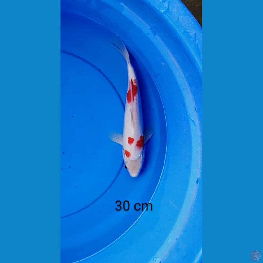 kohaku 30 cm
