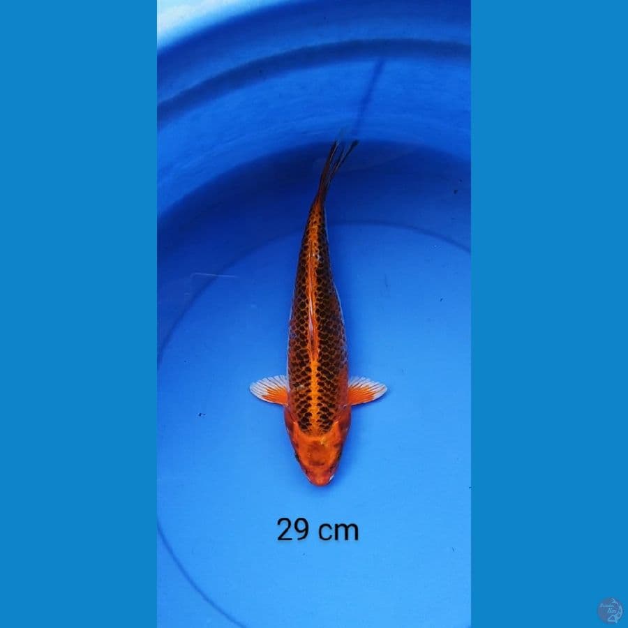 kujaku strong 29 cm