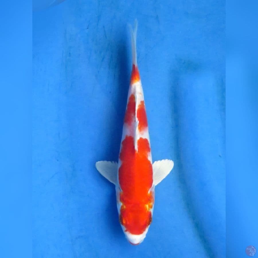 20cm - Kin Khusui