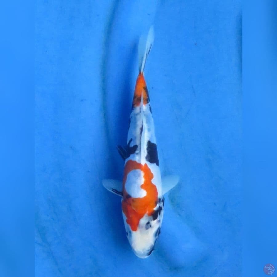 23cm - Showa Doitsu Murni