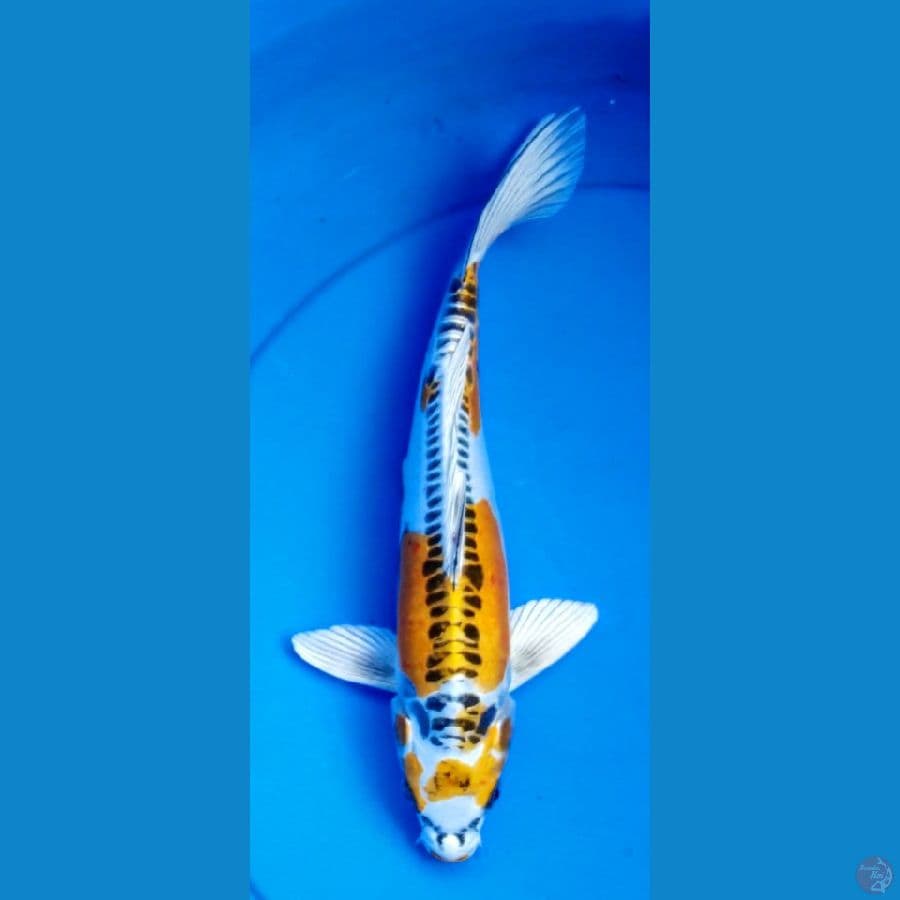 kiko antik 31 cm