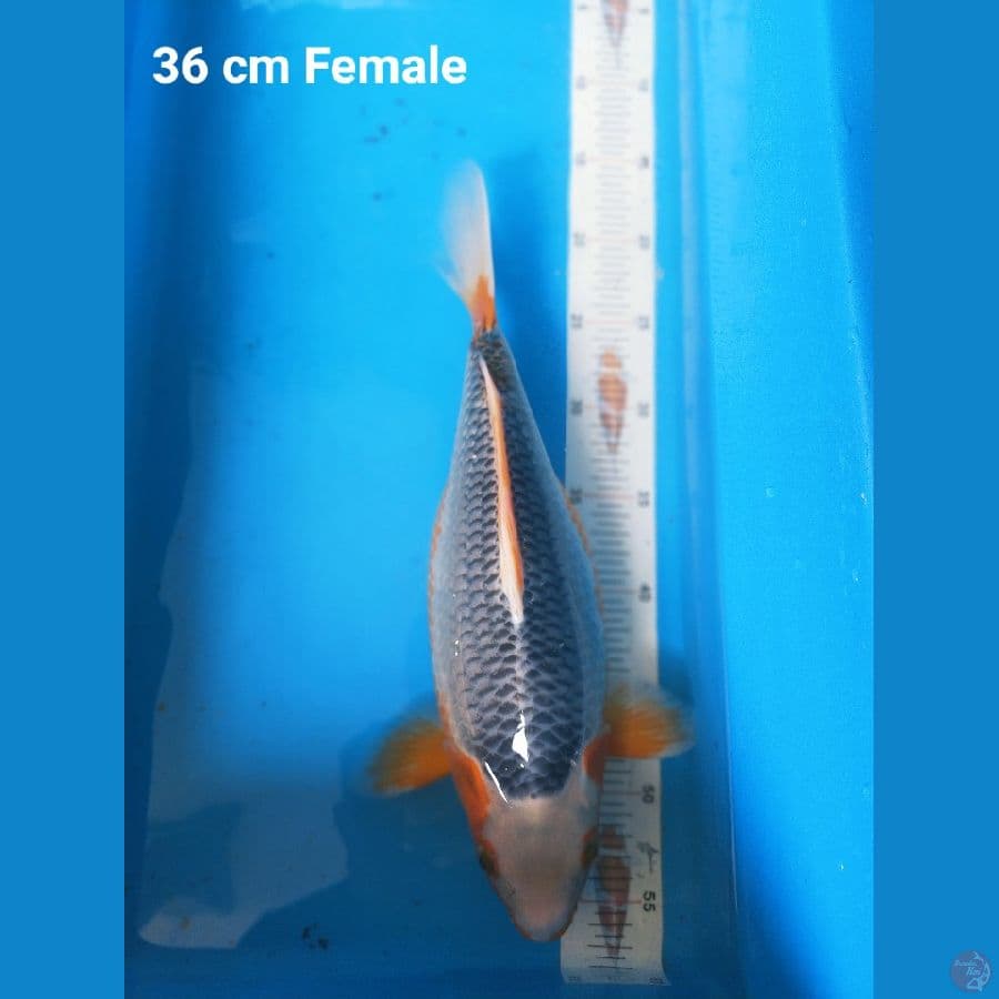 Asagi 36 cm juara 4 cilacap koi show 2022