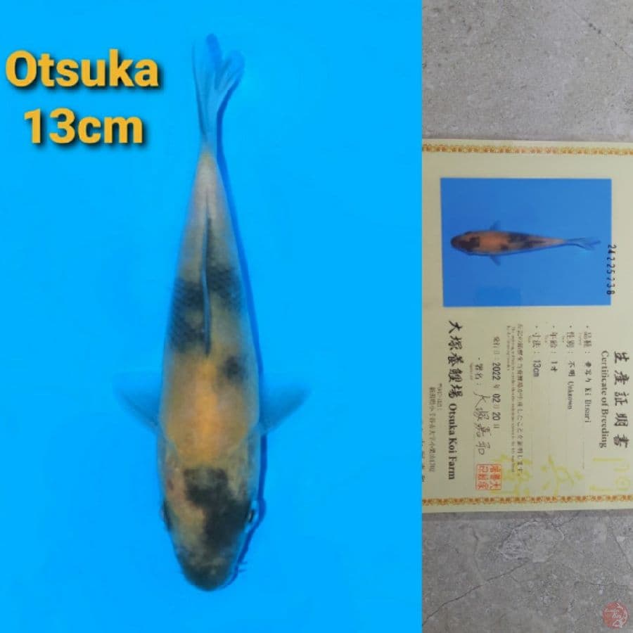OTSUKA KI UTSURI 13CM