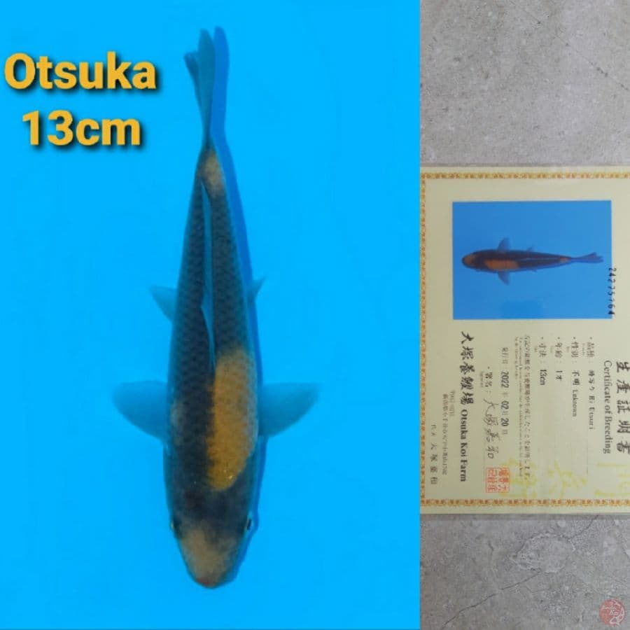 OTSUKA HI UTSURI 13CM
