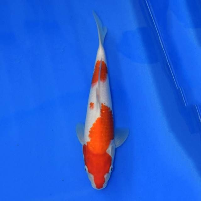 Gosanke Sakai