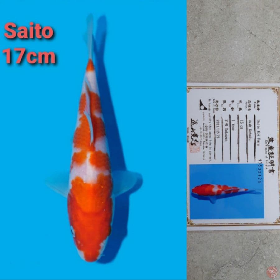 SAITO KOHAKU 17CM