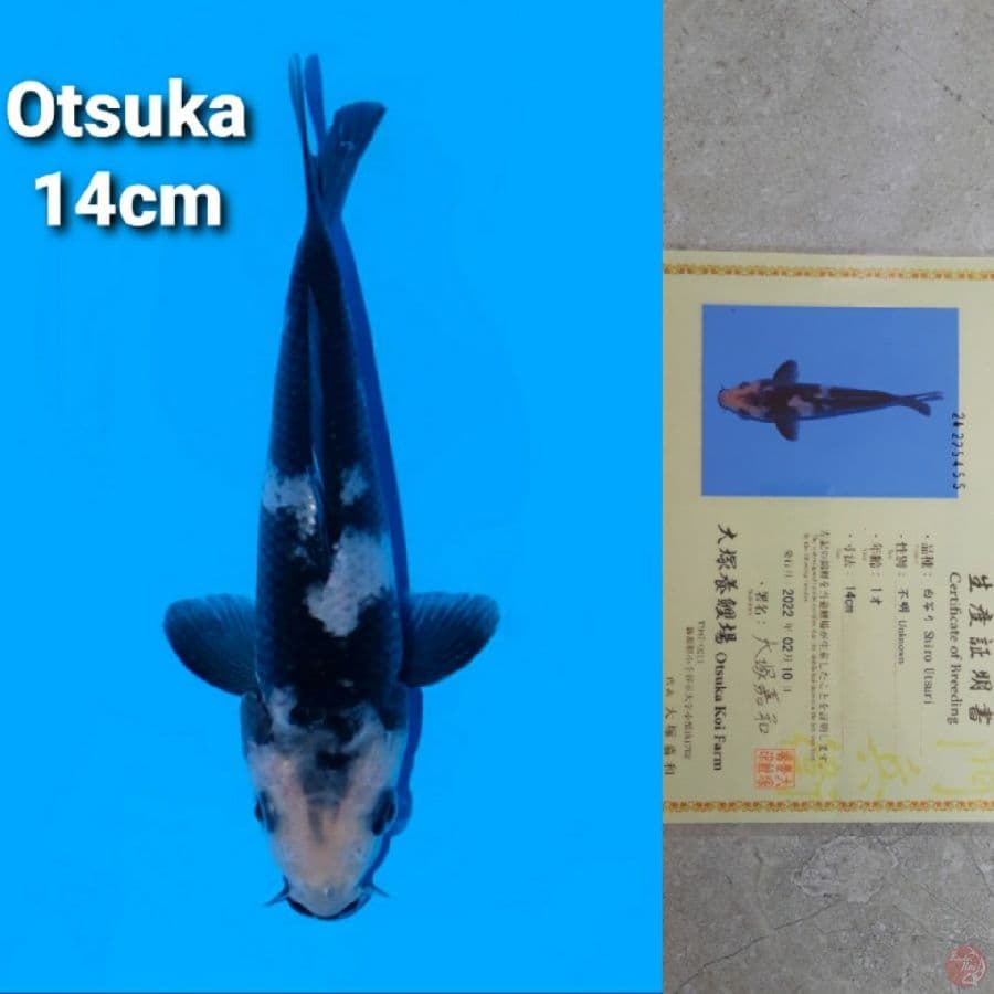 OTSUKA SHIRO 14CM