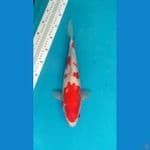 Kohaku 35 cm