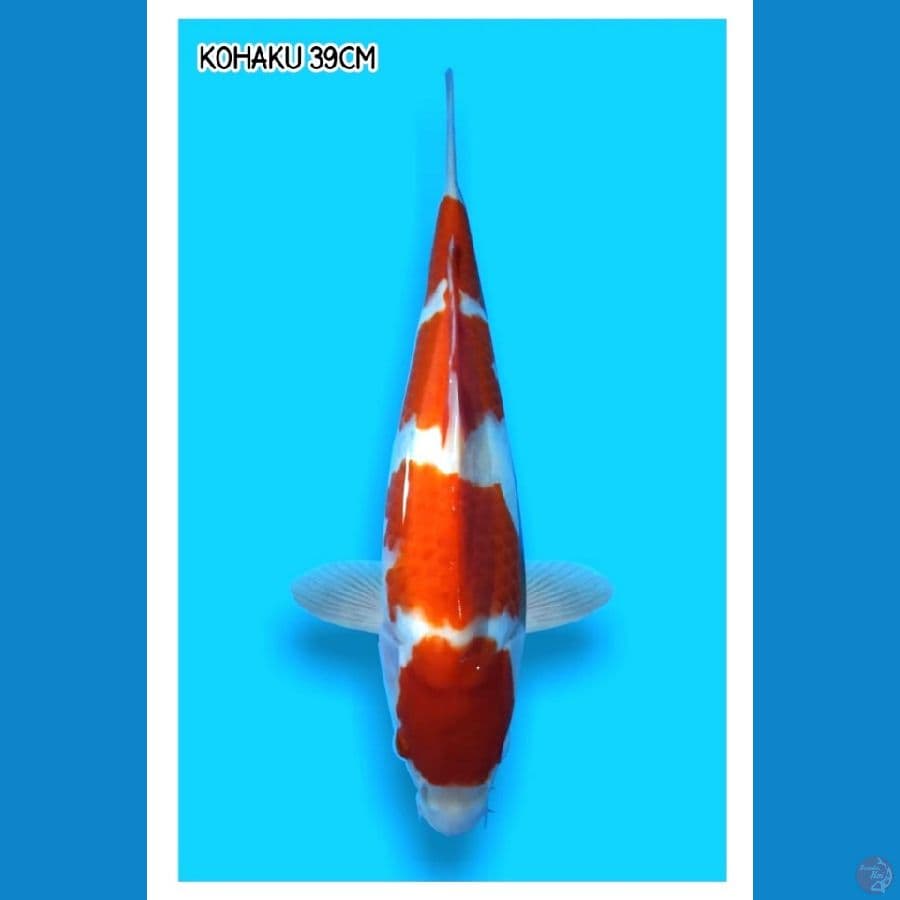 Kohaku Male 39CM