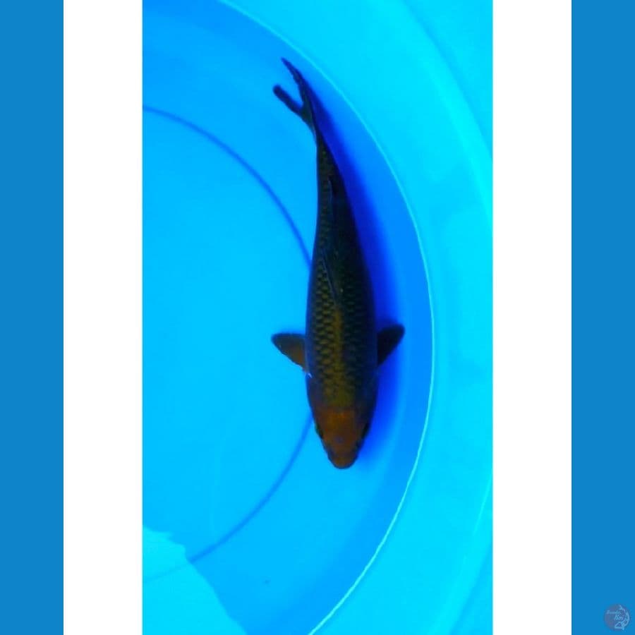 Chagoi tembaga 27 cm