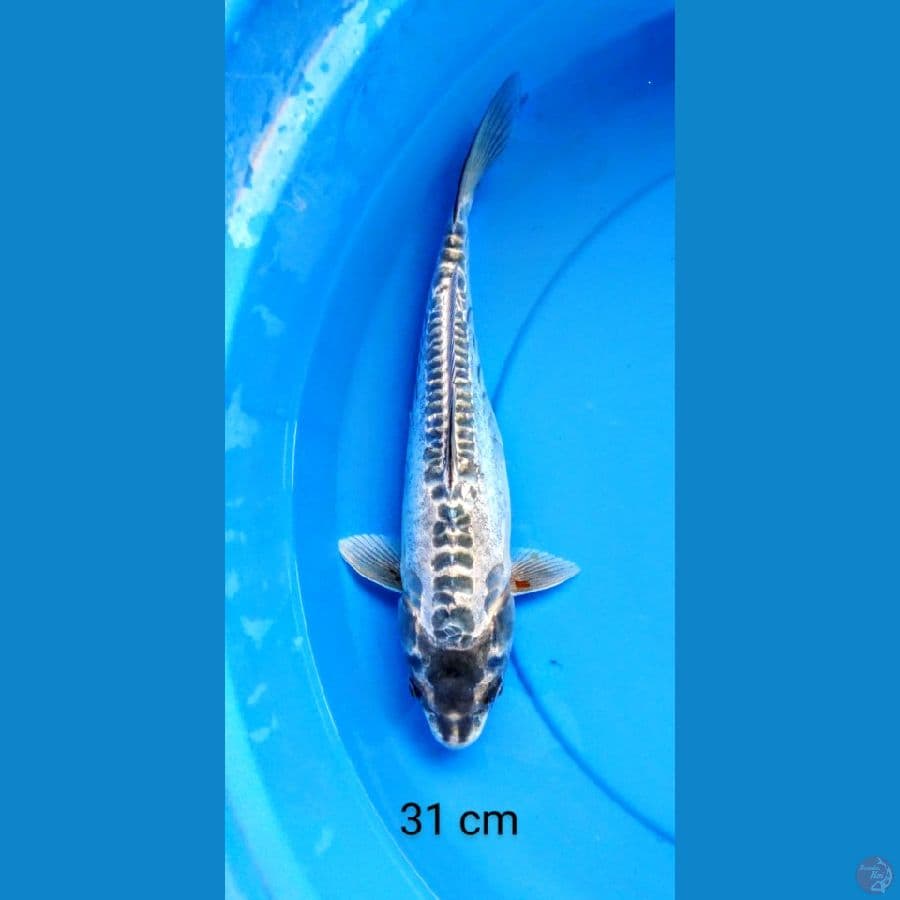 shushui antik 31 cm