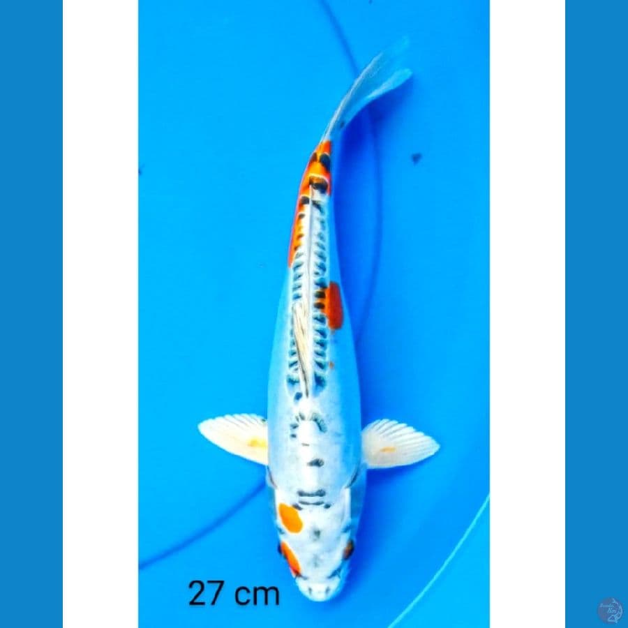 Kiko 27 cm