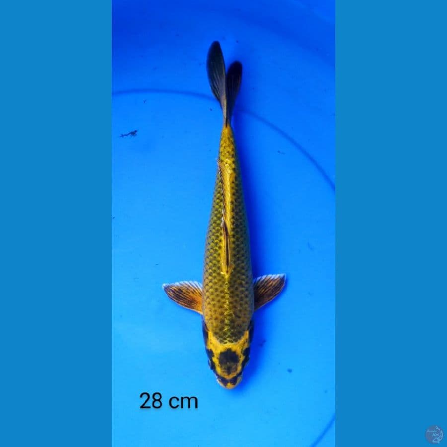 mukashi sangar 28 cm