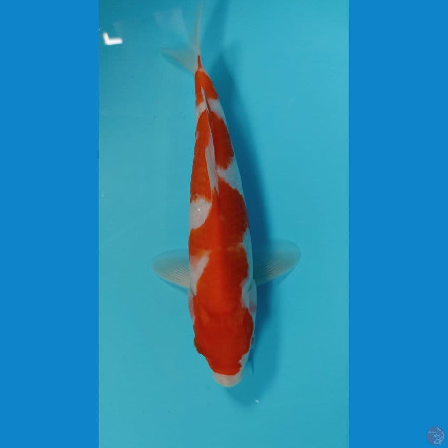 kohaku 23cm