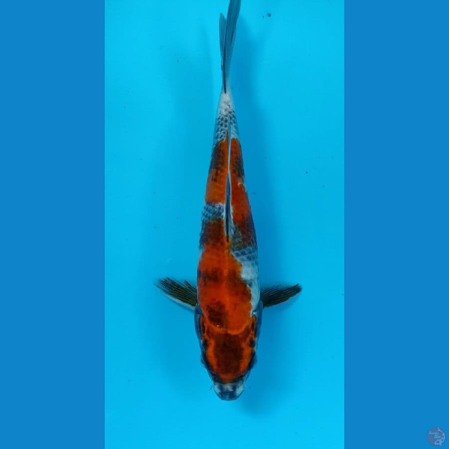 kage showa 24cm