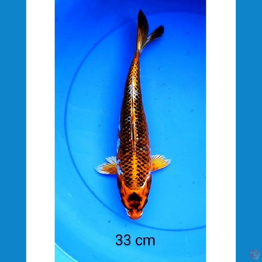 Kujaku sangar 33 cm