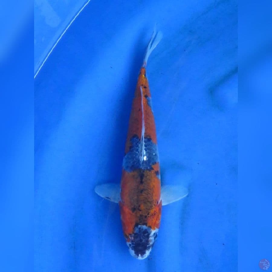 32cm - Kuro Goshiki