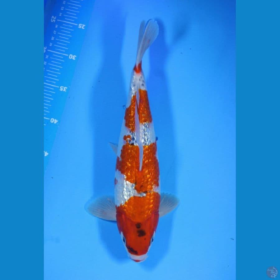 Ghoshiki Gin rin 34cm Male