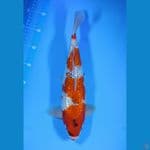 Ghoshiki Gin rin 34cm Male