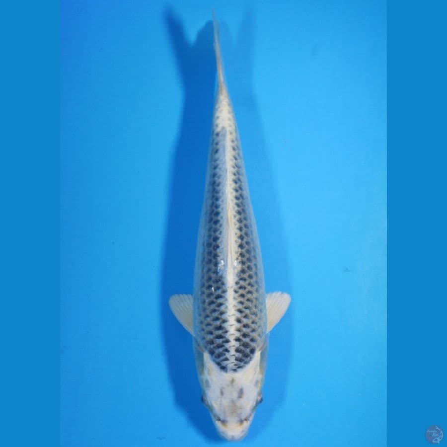 Gin Matsuba 31cm Male