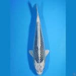 Gin Matsuba 31cm Male