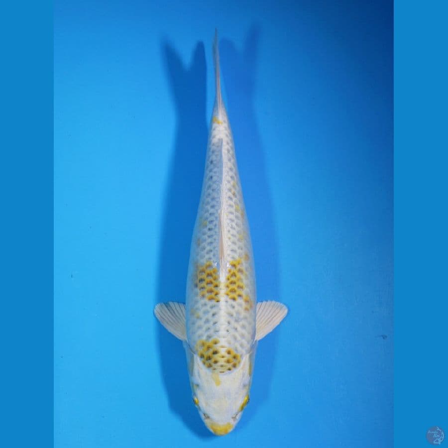Hikari Moyomono 30cm Male