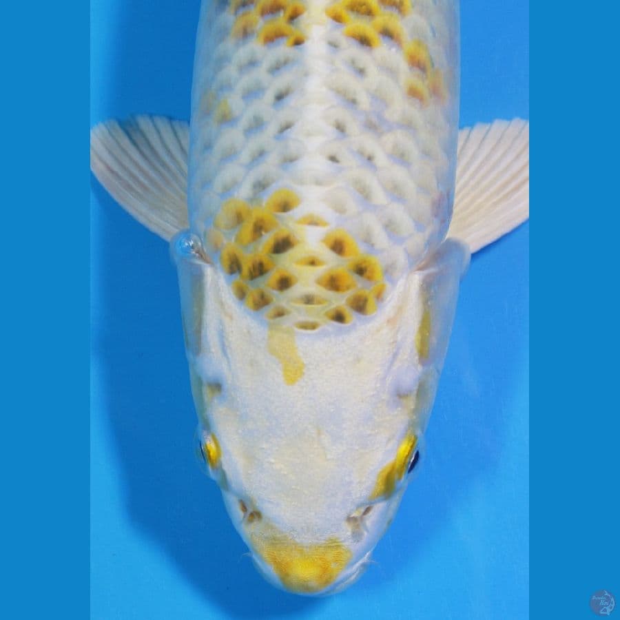 Hikari Moyomono 30cm Male