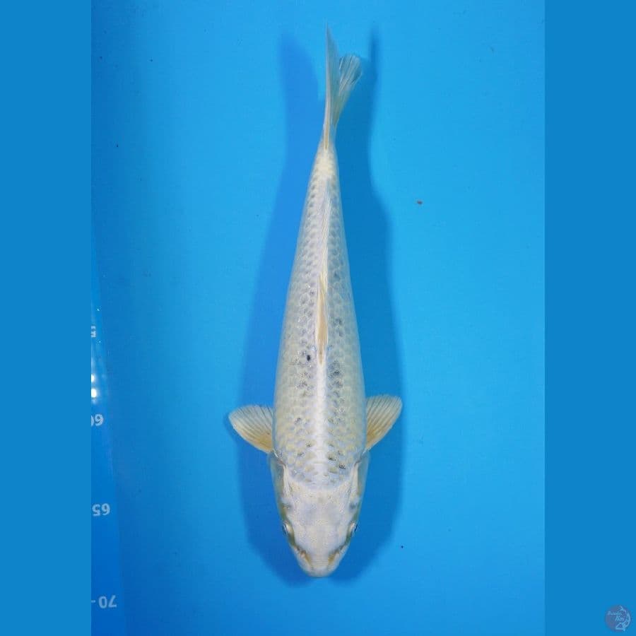 Hikari mujimono 30cm Male