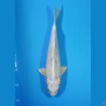 Hikari mujimono 30cm Male
