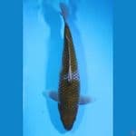 Ochiba jumbo 43cm Female
