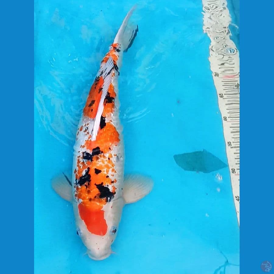Sanke Ginrin 45BU