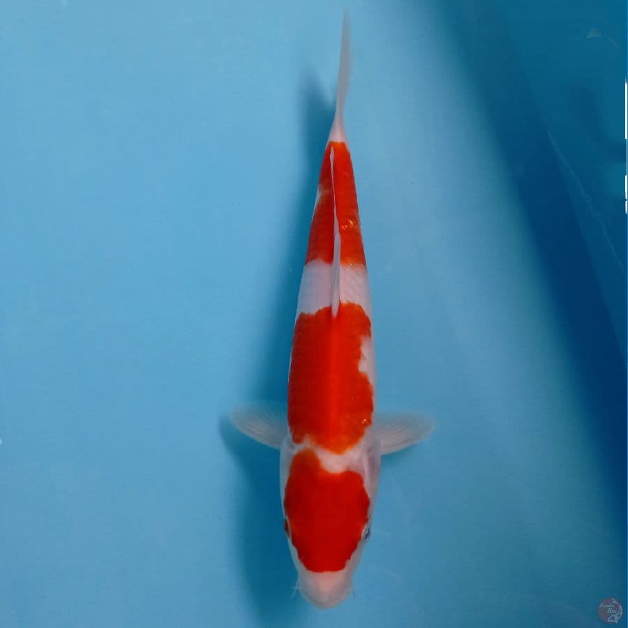 kohaku, 27 cm