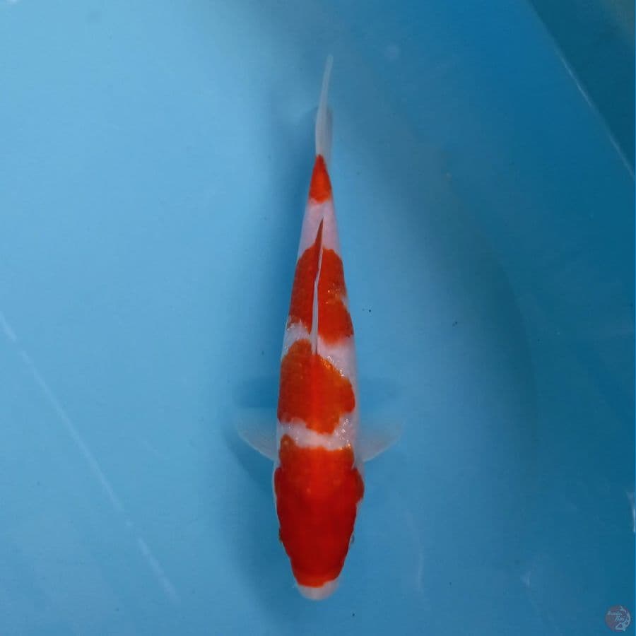 kohaku, 22 cm