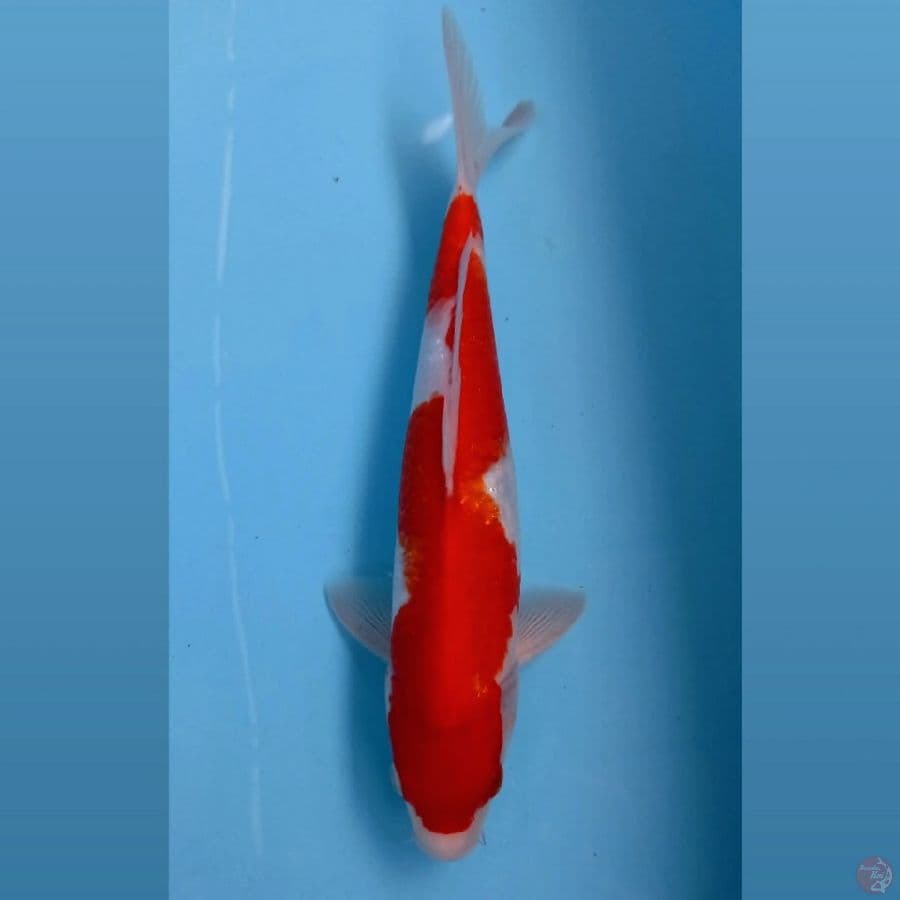 kohaku inazuma, 27 cm