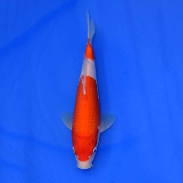 Gosanke Sakai
