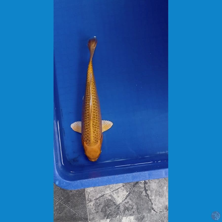kin matsuba gindrin 30 cm 